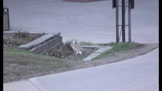 Hare jumping on retaining wall 500fps [upl. by Gupta]