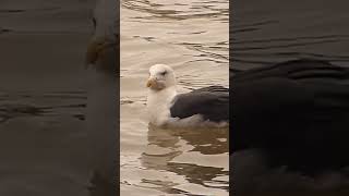 Lesser blackbacked gull [upl. by Noedig]