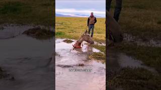 This horse falls into a deep hole and we rescue him sorts sort sortvideo [upl. by Corron]