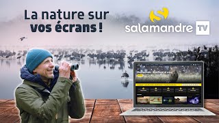 Soutenez SalamandreTV la plateforme du documentaire animalier [upl. by Elahcim976]