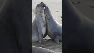 Elephant seal sparring match short version [upl. by Sonafets733]