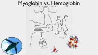 Allosteric effectors of Hemoglobin [upl. by Daiz650]