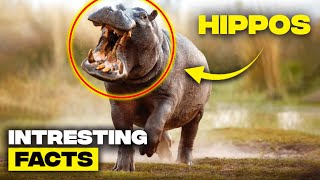 Exploring the Fascinating World of Hippos Surprising Facts and Secrets Revealed [upl. by Adnarom]