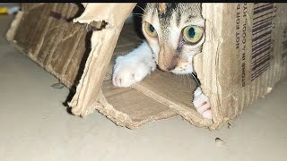 Cat 😺 Playing with Cardboard Box 😀 [upl. by Ardnua]