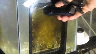 Santa Monica Filtration HOG13 Upflow Algae Scrubber  First 7 Days Growth in Saltwater [upl. by Kciremed]