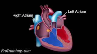 The Cardiac Conduction System [upl. by Nahsar]