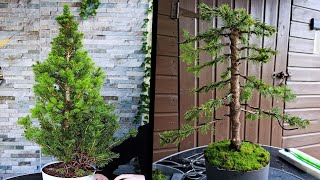 How to Bonsai a White Spruce Tree🌲Picea Glauca [upl. by Irt796]