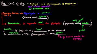 The Cori Cycle [upl. by Oiliduab]
