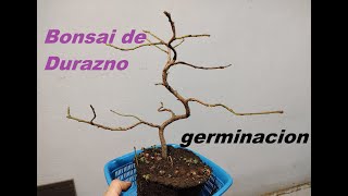 Germinancion de Duraznos iniciando un bonsai de semilla Parte I [upl. by Divadnahtanoj]