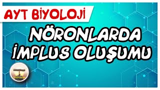 Nöronlarda İmpuls Oluşumu sayfa 14 [upl. by Burdett]