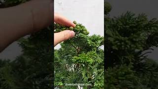 Golden Hinoki Cypress Specimen Bonsai Tree [upl. by Orian500]