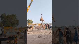 Camel loading in truck ytshorts camelloading cameltransport cameltruck camelmarket shorts [upl. by Yeliac]