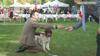 LAGOTTO ROMAGNOLO Open class females [upl. by Weinhardt720]