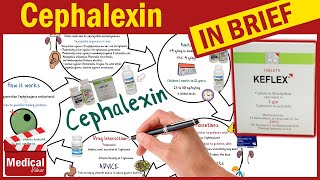 Cephalexin  Keflex  What is Cephalexin Used For Dosage Side Effects amp Precautions [upl. by Johannes]