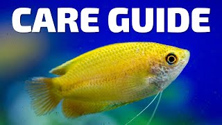 Care Guide for Honey Gourami  Aquarium CoOp [upl. by Auhsuoj]