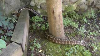 Snakes in the Yard  Rainbow Boa and Carpet Python [upl. by Ekalb899]