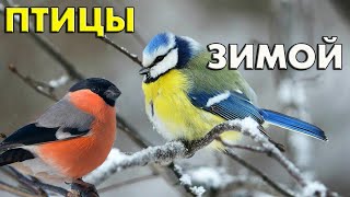 Птицы зимой 25 видов и их зимние голоса Птицы России  Фильм 66 [upl. by Yellehs]