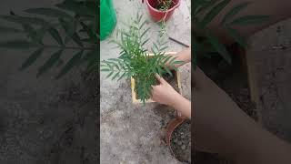 How to grow marry gold plant at home without seed 😉🌱 plants love seeds growth [upl. by Tseng]