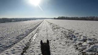 MY PEPPY CASH BADGER Quarter mare on snow 🔥 [upl. by Chapen]