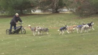 Machesney Park musher uses warm Yeti Fest to inspire next generation [upl. by Seaver82]