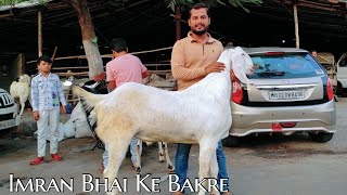 Mira Road Main Aaye Bakre  Imran Bhai Ke Bakre  Mira Road Bakra Mandi 2023 [upl. by Xylon977]