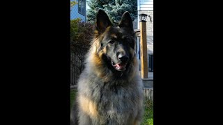 Odin Purebred German Shepherd Awesome Dog [upl. by Eunice]