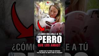 🎙️ ¿Cómo Decirle a tu PERRO que lo Amas mascotasadorables [upl. by Nilrev]