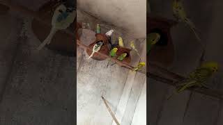 My Birds Colony 1112024 original Sound nature [upl. by Edwin]