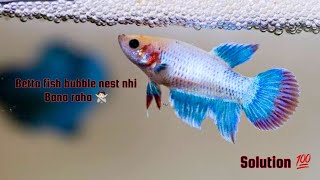 Male betta fish bubble nest nhii bana rhaa 🤦🏻 Male betta fish not making bubble nest 🪹  bettafish [upl. by Annaerb]