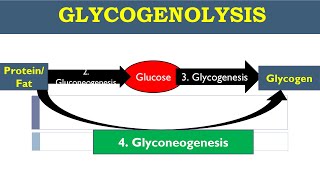 Gluconeogenesis  Glycogenolysis  Glycogenesis  Glucose Metabolism [upl. by Erme]