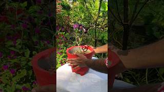 Beautiful adenium repotting gardeningideas gardeningtips [upl. by Okimat]