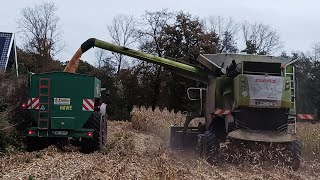 Maisdorsen met Loonbedrijf Steenweg [upl. by Zellner6]