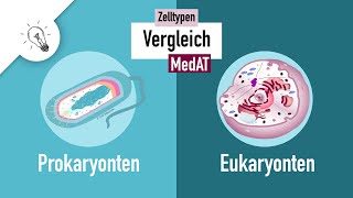 Zelltypen I  Prokaryonten vs Eukaryonten  MedAT  Biologie [upl. by Borreri]