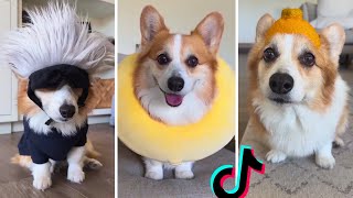 The Best Corgi Compilation On The Internet  Funny and Sassy Moments TofuCorgi [upl. by Ahsilram]