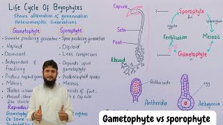 Division bryophyta  Gametophyte and sporophyte in bryophyte [upl. by Rooke]