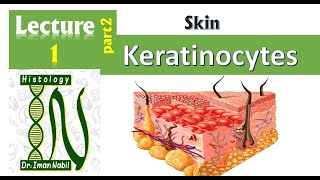 1b Histology of the epidermis part2Keratinocytes and epidermal layers Skin [upl. by Assiren]