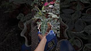 Alocasia Polly alocasia plants aesthetic foryou live garden shorts trending funny art fyp [upl. by Hidie]