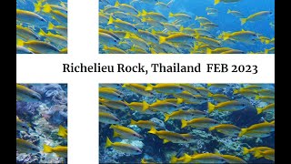 Diving in Richelieu Rock Thailand FEB 2023  GoPro Hero 9 4K [upl. by Connie]