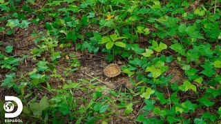 Conociendo más acerca de la tortuga espinosa  Dentro de Wild Frank  Discovery en español [upl. by Neelloj]