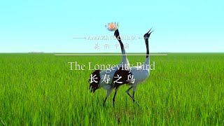 Amazing China  The Longevity Bird [upl. by Ordnael]