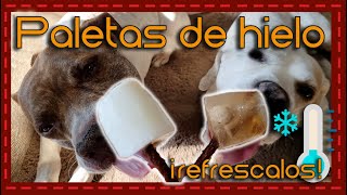 ¡Refresca a tu peludo con paletas de hielo caseras Recetas deliciosas y saludables para perros [upl. by Harwill]