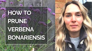 HOW TO PRUNE VERBENA BONARIENSIS I Pruning Verbena bonariensis [upl. by Akemahs778]