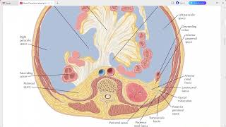 ABDOMEN ANATOMY NETTER SERIES [upl. by Tenej]