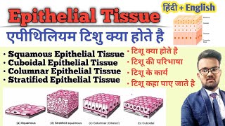 Tissue in Hindi  Epithelial Tissue  Types of Epithelial Tissue  Function of Tissue  उत्तक [upl. by Aierdna]