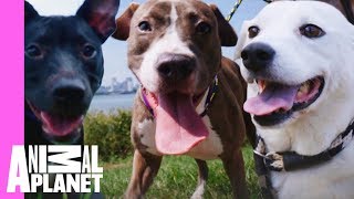 Five Insanely Cute Dog Moments From Pit Bulls amp Parolees  Pit Bulls amp Parolees [upl. by Jemie850]