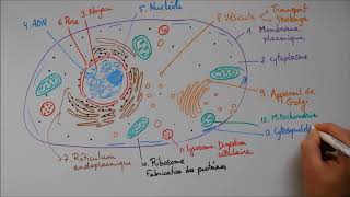 Structure cellulaire 2  ribosome lysosome mitochondrie cytosquelette centrosome [upl. by Ybreh396]