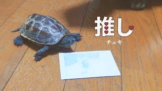 クサガメ軍曹、初めてのチェキ会に密着【Sergeant Turtles first photo session】 [upl. by Kraul]