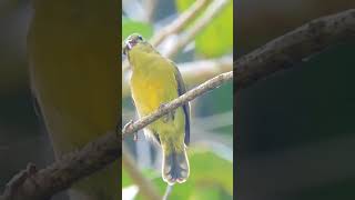 Thick billed spiderhunter [upl. by Diver817]