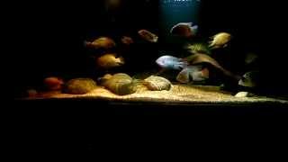 Central American Cichlid [upl. by Vaclava613]