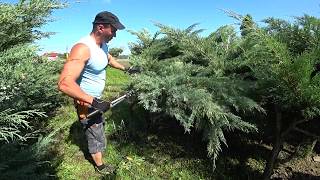 Cięcie artystyczne Jałowca na duże drzewko bonsai Jałowiec łuskowaty Pruning Niwaki Japanese 14 [upl. by Yntrok]